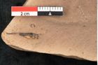 Foto (Detailansicht) von Plantae indet.  (NHMW-GEO-2024-0188-11489)